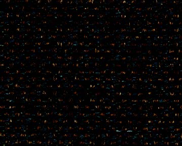 dingo-57.jpg